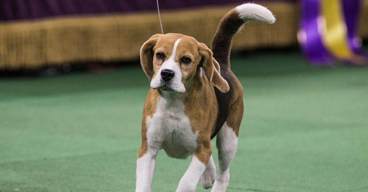Miss P, en 15-tums beagle från hundgruppen, visas av William Alexander innan hon vann priset Best in Show på Westminster Kennel Clubs hundutställning den 17 februari 2015 i New York City.
