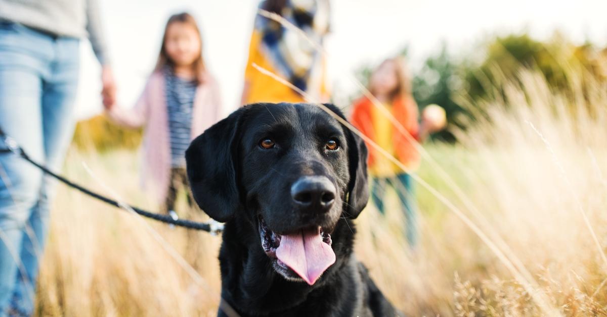 一个有两个小孩和一只狗的年轻家庭在秋天的大自然中散步。  - 库存照片 - 一个年轻的家庭，有两个小孩和一只黑狗，在秋天的大自然中散步。