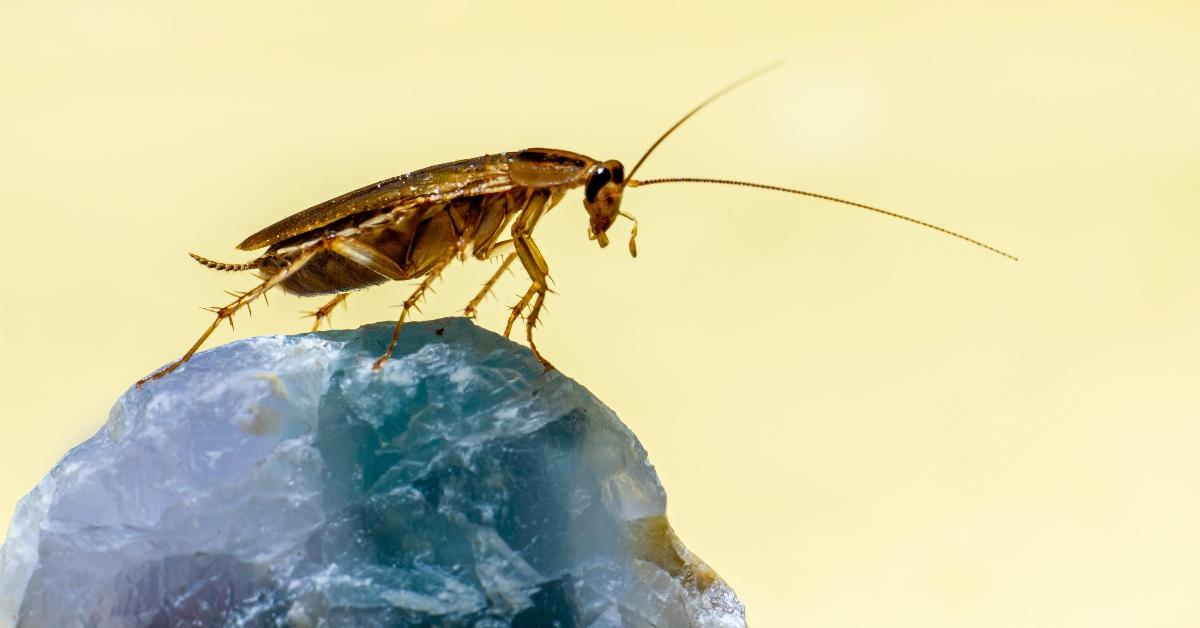 Uno scarafaggio si appollaia sulla cima di una roccia
