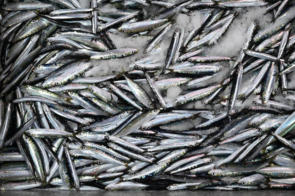 Una vista di acciughe e sardine pescate nel Mar Egeo