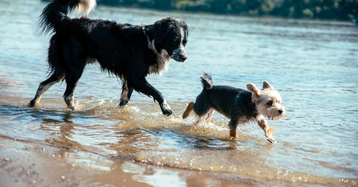 två olika hundar springer i grunt vatten på sandstranden