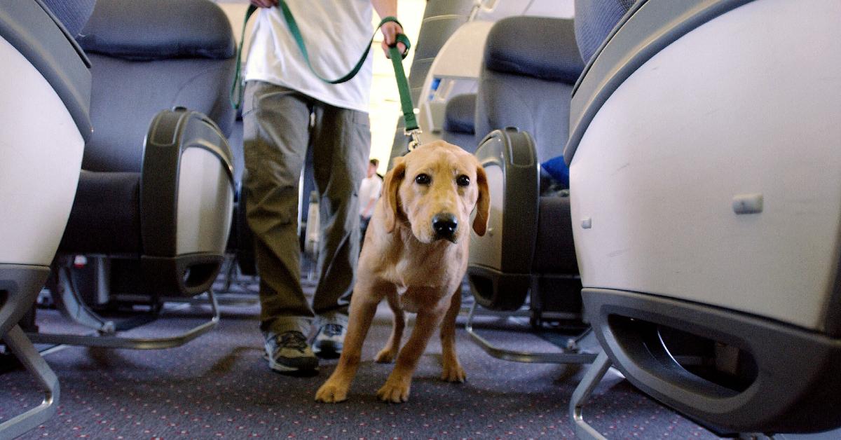 Par som sitter vid en pruttande hund på flygplan kräver återbetalning