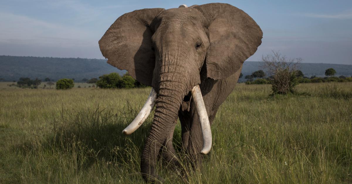 L'histoire de la rancune d'un éléphant contre une dame est devenue virale sur TikTok
