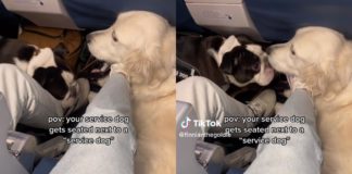 Il passeggero di una compagnia aerea fa esplodere il "falso cane guida" seduto accanto al loro "vero" cane
