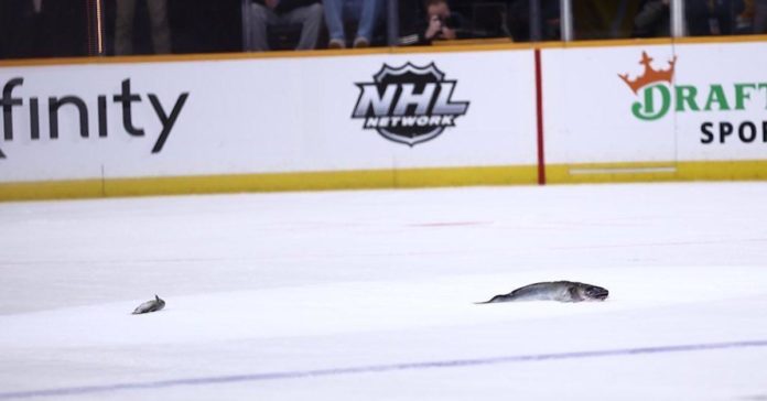 Por que eles jogam peixe-gato no gelo nos jogos de Nashville Predators? 
