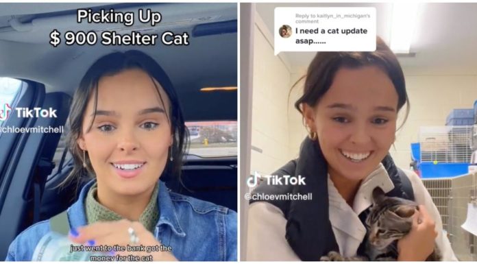 TikTokユーザーは、動物保護施設が彼女を騙して900ドルの猫を手に入れた可能性があると主張している
