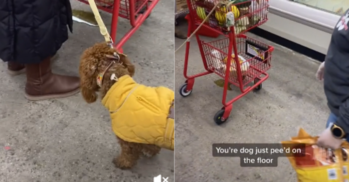 Kvinna låter hund kissa på Trader Joes golv, blir utropad av anställd
