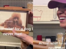 Una donna trova le ceneri del cane nella scatola di Goodwill e le compra per onorare la memoria dell'animale
