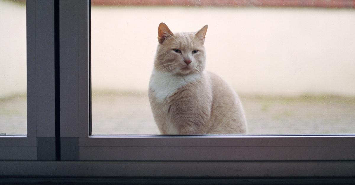 Gatto soriano arancione chiaro e bianco che aspetta fuori per essere lasciato dentro.