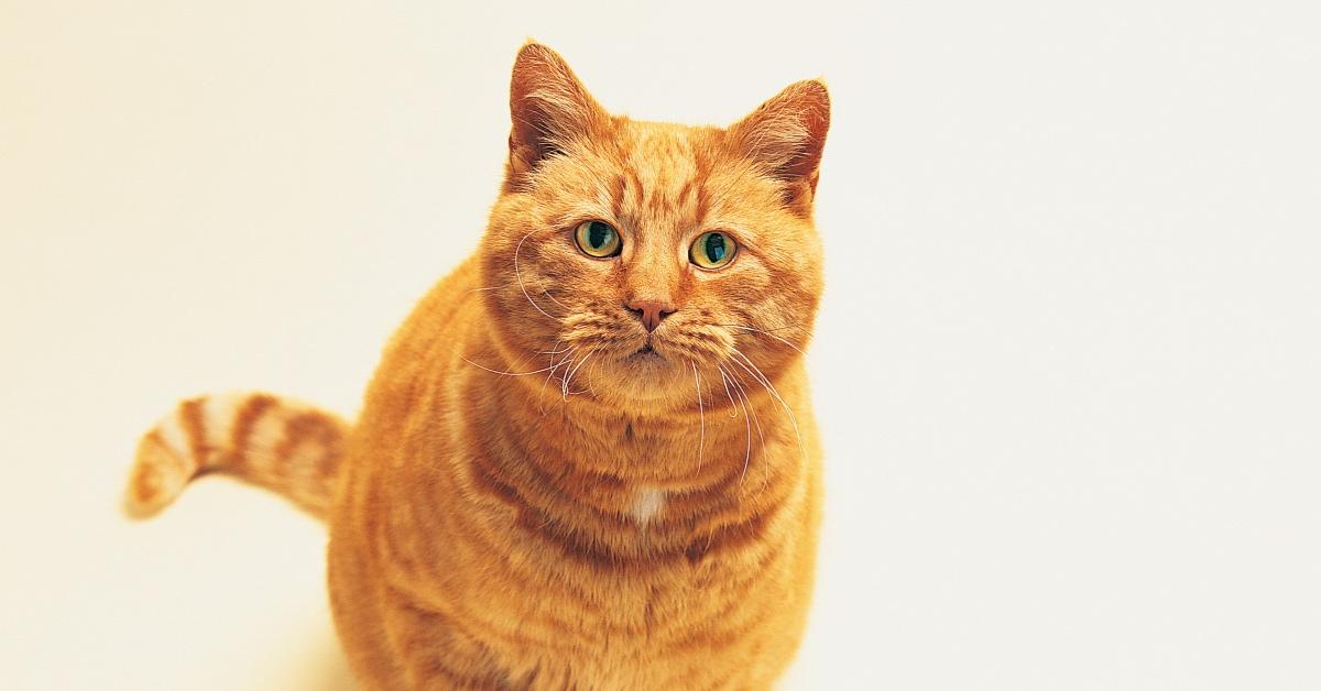Gatto tabby arancione rotondo dagli occhi verdi. 
