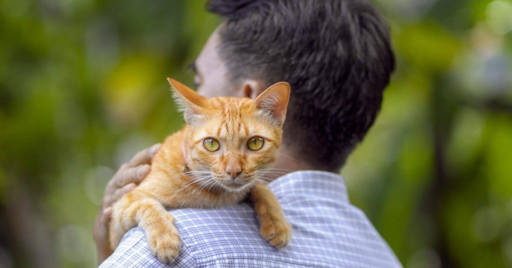 Reddit está totalmente dividido sobre esta pessoa que castrou o gato de seu vizinho