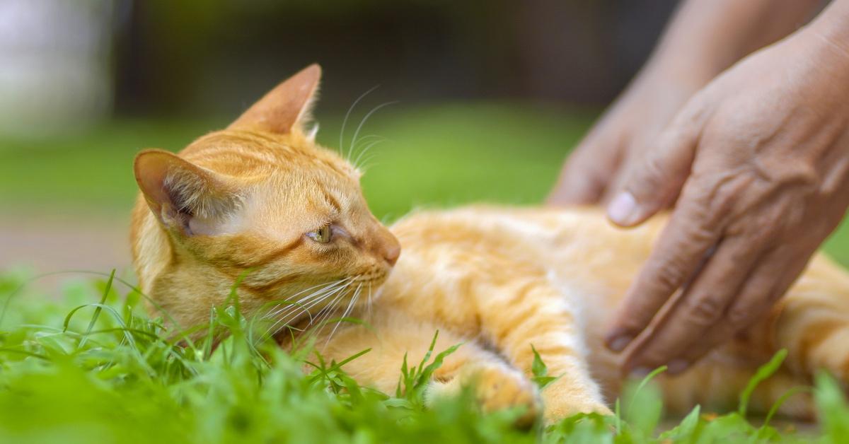 Gatto soriano arancione sdraiato a terra fuori con qualcuno che cerca di prenderlo in braccio.