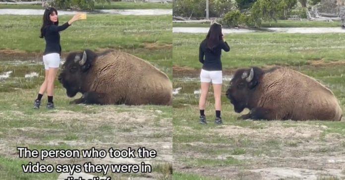Kvinde smækket for at tage selfie med vilde bisoner, der sætter dyreliv i fare
