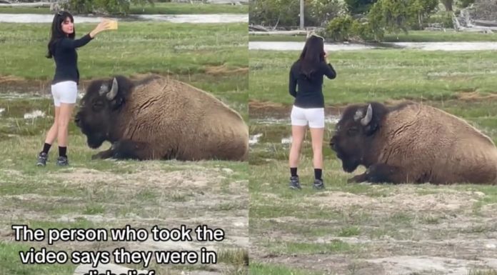 Kvinde smækket for at tage selfie med vilde bisoner, der sætter dyreliv i fare
