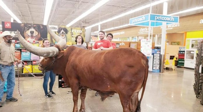一个人把一头 1,600 磅重的牛带到 Petco 来测试他们的“拴住动物”政策
