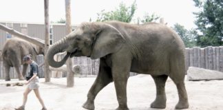 Elternteil macht berechtigten jugendlichen Sohn zum Freiwilligen im Zoo, nachdem er den Job des Tierpflegers beleidigt hat
