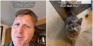 Dieser Mann bringt TikTok bei, wie man mit seinen Katzen über Geräusche kommuniziert
