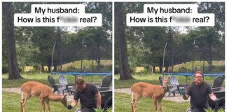 Denne mand blev ven med en hjort i sin baghave, og internettet er besat
