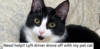 "Rivoglio solo il mio gatto" - Il gatto domestico del cliente Lyft scompare dopo che l'autista è decollato
