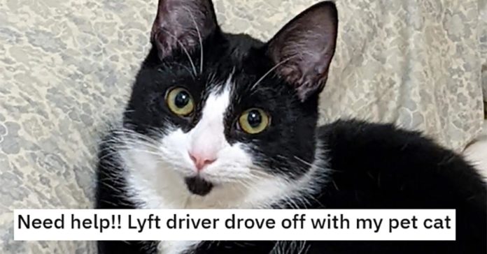 "Rivoglio solo il mio gatto" - Il gatto domestico del cliente Lyft scompare dopo che l'autista è decollato

