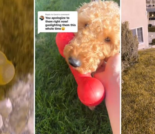 "Ovviamente non puoi vederlo" - Il proprietario del cane spiega perché non dovresti comprare giocattoli rossi per i cuccioli
