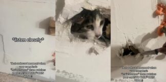 "Jeg hørte ham mjave og klø" - Kvinde hævder vedligeholdelsesteamet forsegler kvindens kat bag væggen

